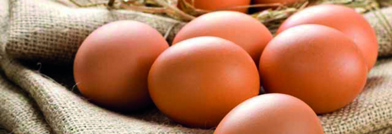 YENİ İNSTAGRAM FENOMENİMİZ: YUMURTA!